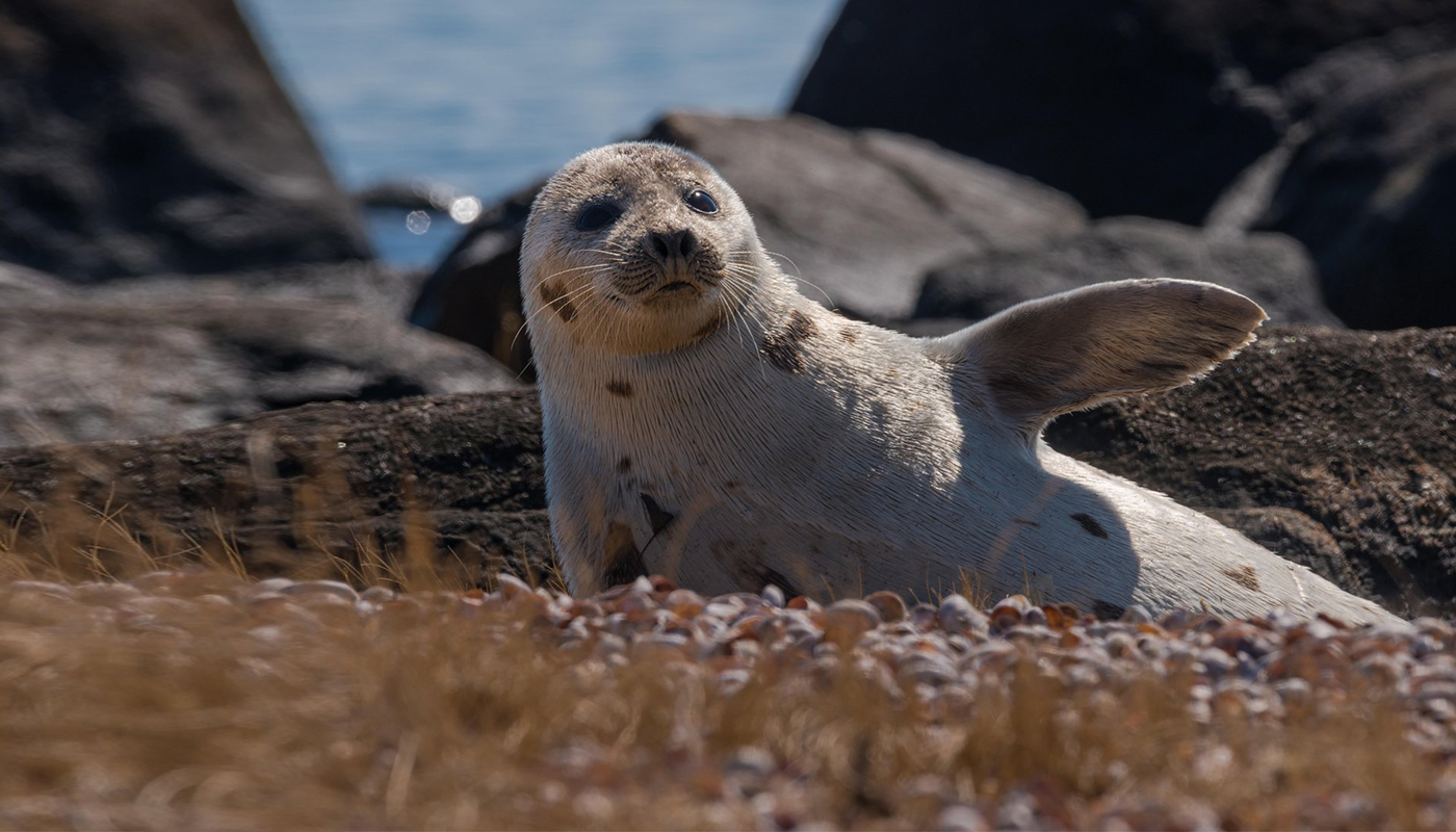 baby seal sitting on a sunny rocky shoreline.