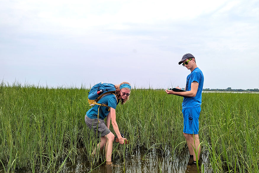 Rearchers in the marsh