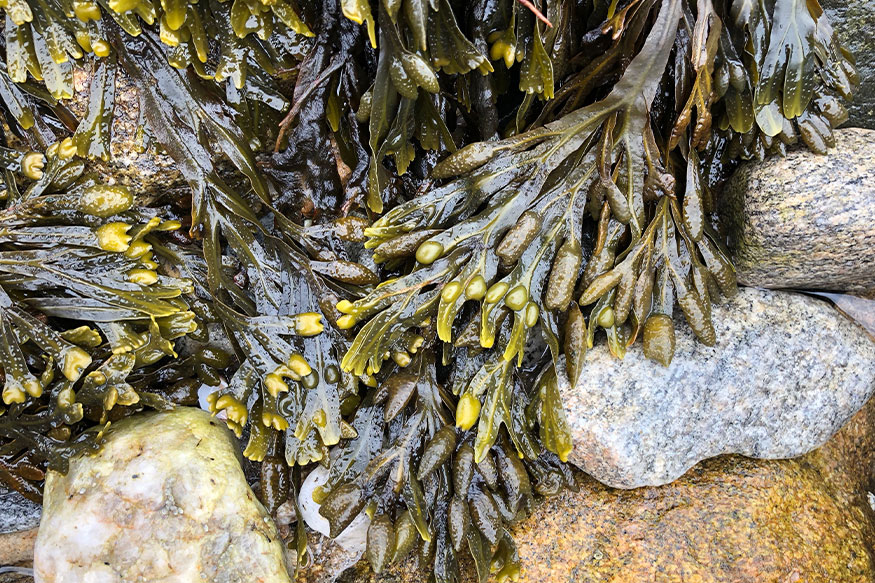 seaweed on rocks