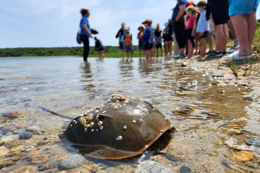 a closeup of a horseshoe crab