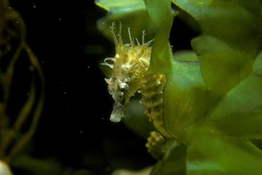 a seahorse close up